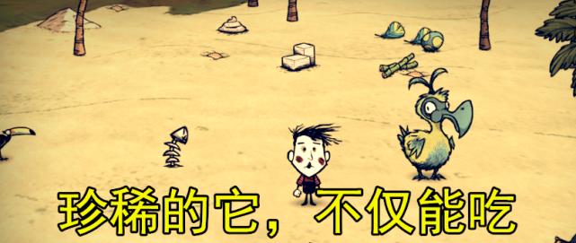 新手养渡渡鸟，注意事项大揭秘（渡渡鸟养殖攻略）
