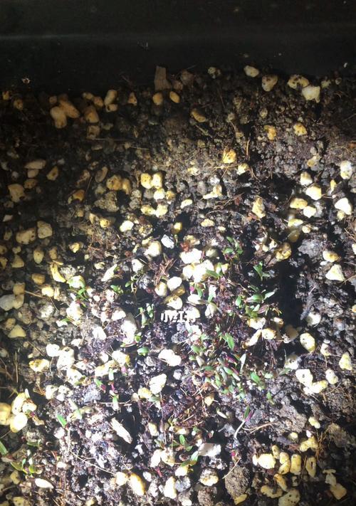 红苋米发芽过程的视频教程在哪里？
