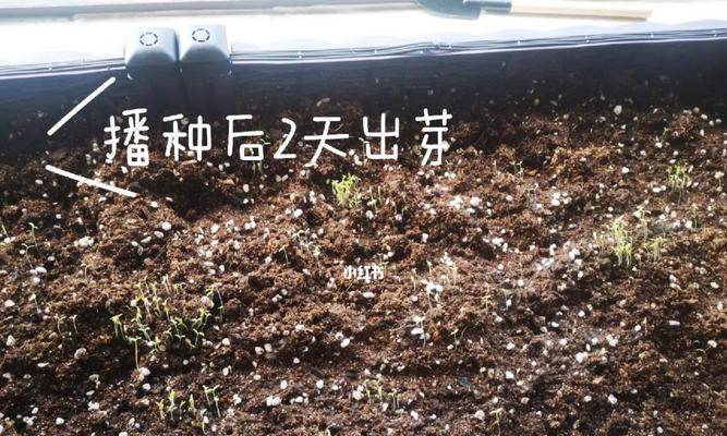 红苋米发芽过程的视频教程在哪里？