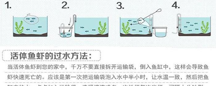 如何让新买的鱼适应水环境（从准备水质到逐渐适应）