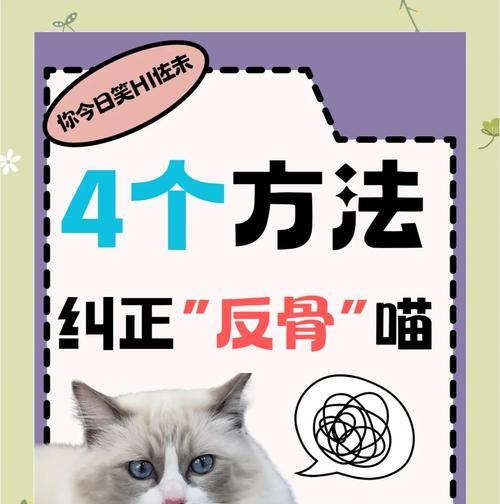 如何解决宠物猫咪过于调皮的问题（喵星人太闹腾？别担心）