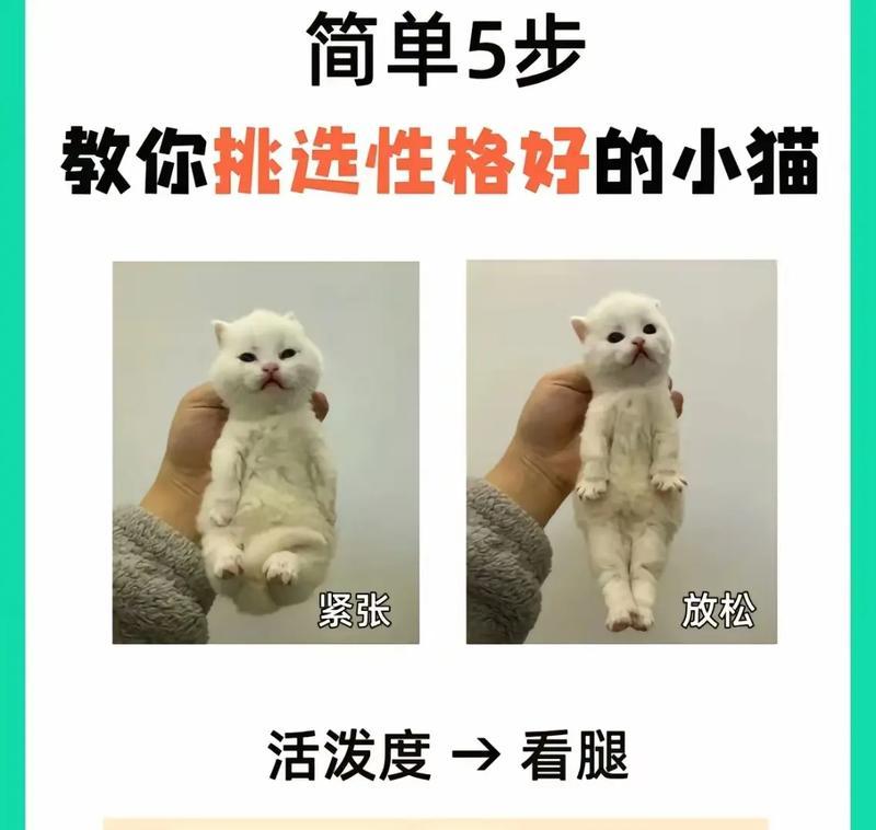 如何解决宠物猫咪过于调皮的问题（喵星人太闹腾？别担心）