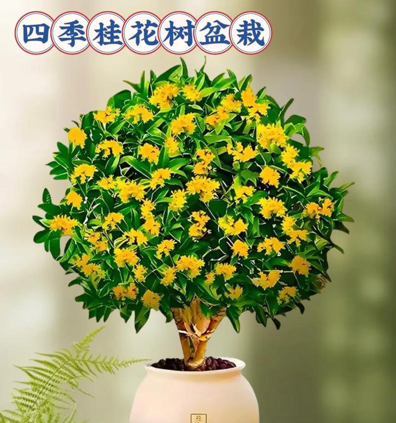 如何培育盆栽桂花树（让你的盆栽桂花树成为人人羡慕的绿色美景）
