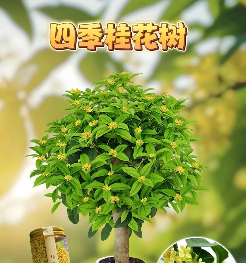 如何培育盆栽桂花树（让你的盆栽桂花树成为人人羡慕的绿色美景）