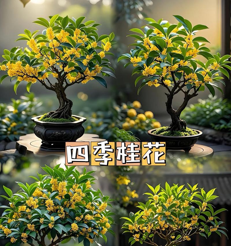 如何培育盆栽桂花树（让你的盆栽桂花树成为人人羡慕的绿色美景）