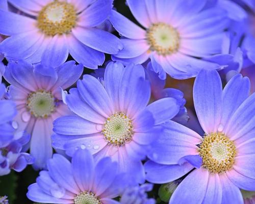 秋季种花大（秋季花海）