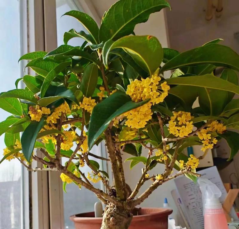 秋季种花大（秋季花海）