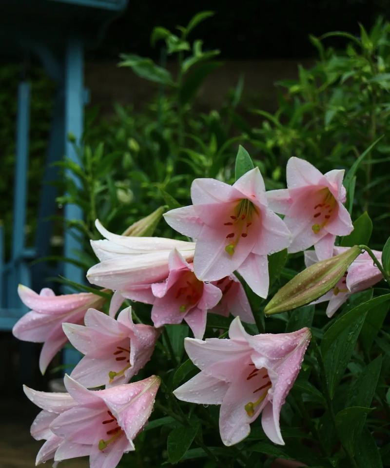 秋季种花大（秋季花海）