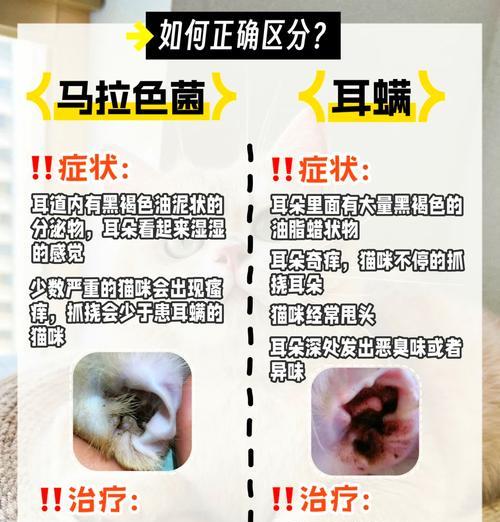 猫咪有耳螨怎么办（了解耳螨症状）