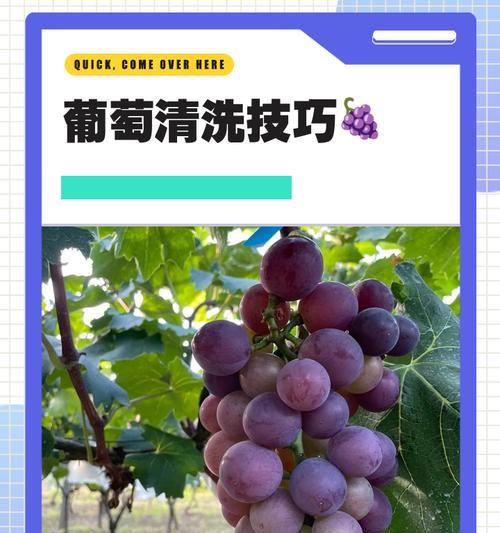 如何正确洗葡萄（轻松掌握清洗方法）