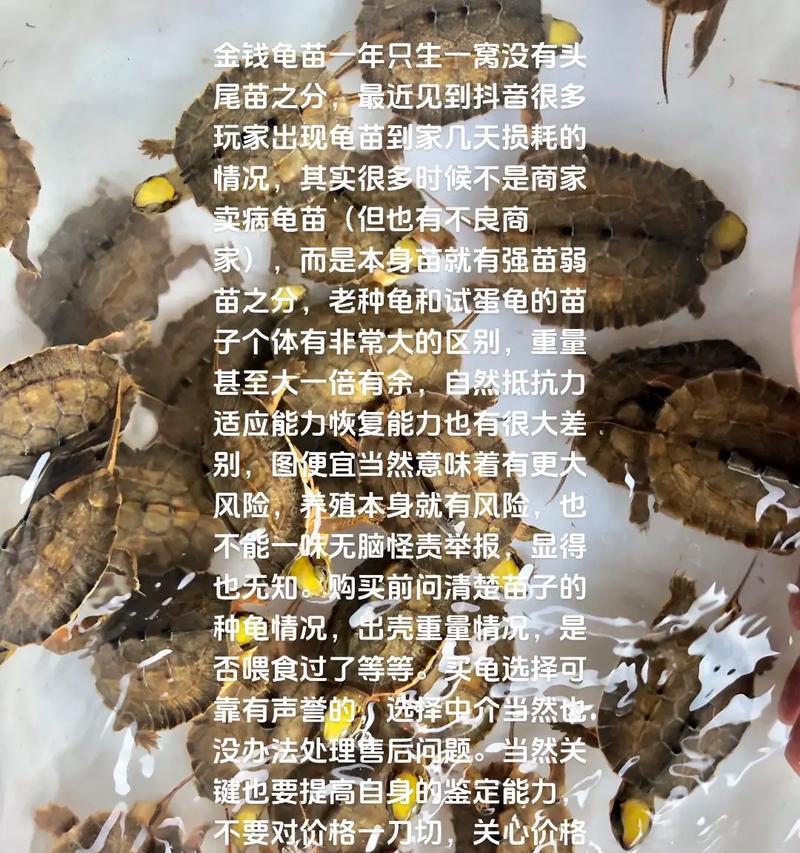 金钱龟养殖全攻略（让你的金钱龟健康成长）