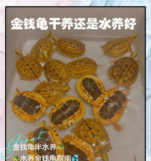 金钱龟养殖全攻略（让你的金钱龟健康成长）