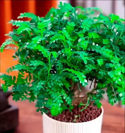室内驱蚊植物，哪种最好（深入研究）