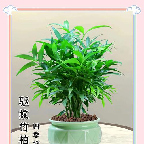 室内驱蚊植物，哪种最好（深入研究）