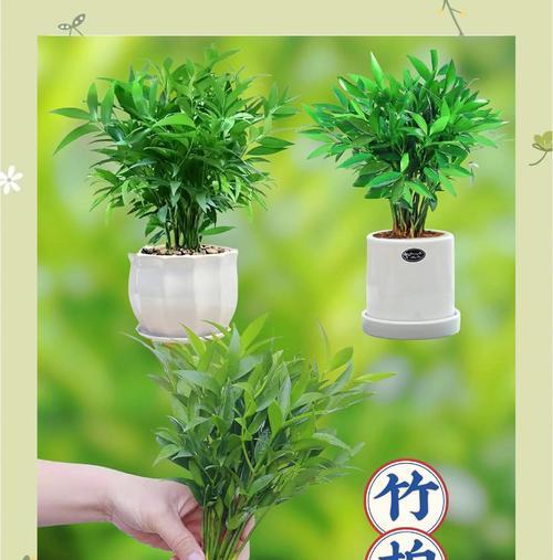 室内驱蚊植物，哪种最好（深入研究）
