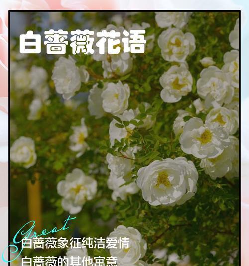 《以蔷薇的花语传递爱的信息》（探究蔷薇花语的含义及其在人际交往中的作用）