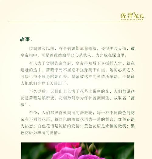 《以蔷薇的花语传递爱的信息》（探究蔷薇花语的含义及其在人际交往中的作用）