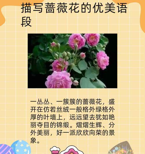 《以蔷薇的花语传递爱的信息》（探究蔷薇花语的含义及其在人际交往中的作用）